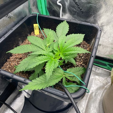 Autopot  growlog timeline photo