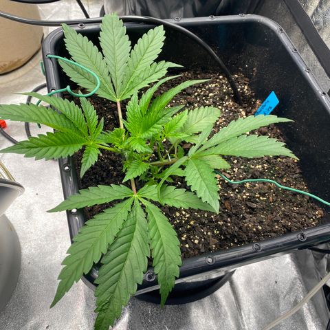 Autopot  growlog timeline photo