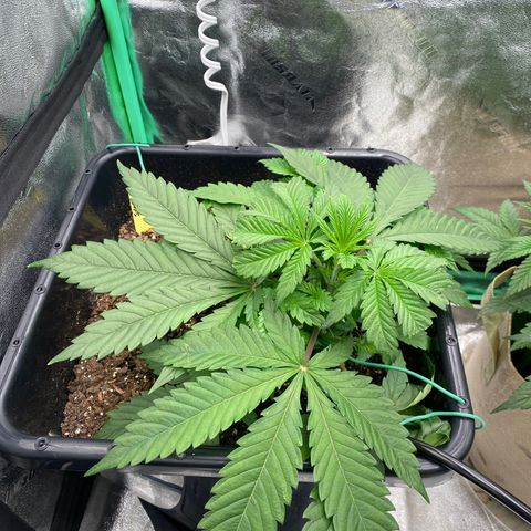 Autopot  growlog timeline photo