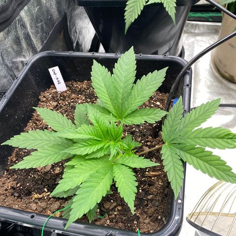 Autopot  growlog timeline photo