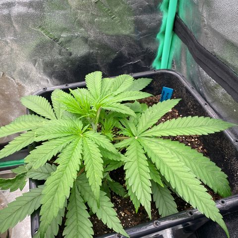 Autopot  growlog timeline photo