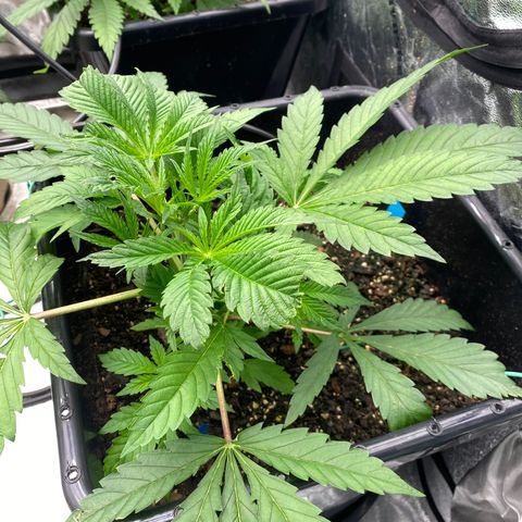 Autopot  growlog timeline photo