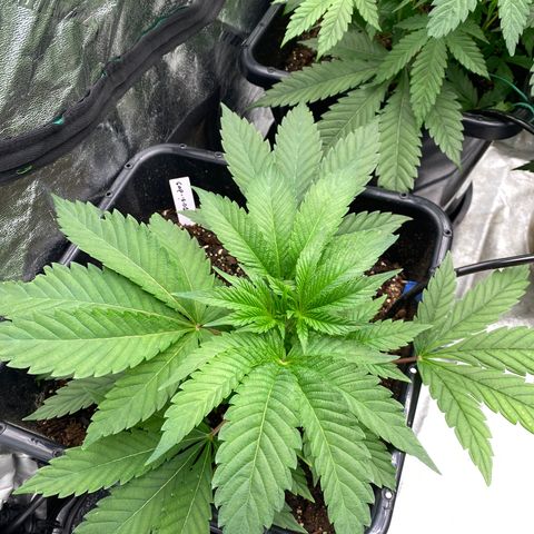 Autopot  growlog timeline photo