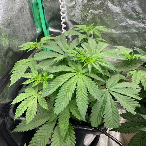 Autopot  growlog timeline photo