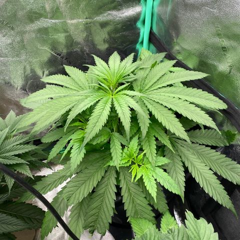 Autopot  growlog timeline photo