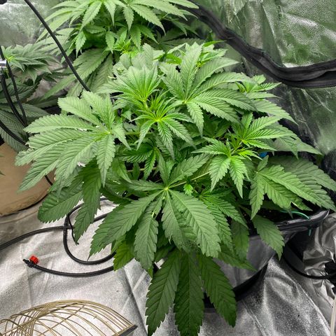 Autopot  growlog timeline photo