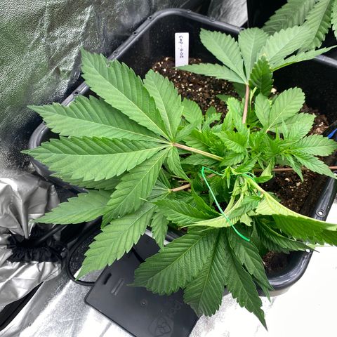Autopot  growlog photo: After LST