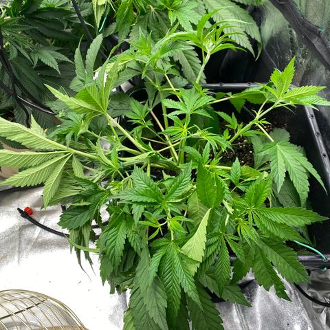 Autopot  growlog photo: After LST