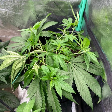Autopot  growlog photo: After LST