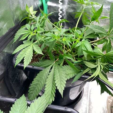 Autopot  growlog photo: After LST