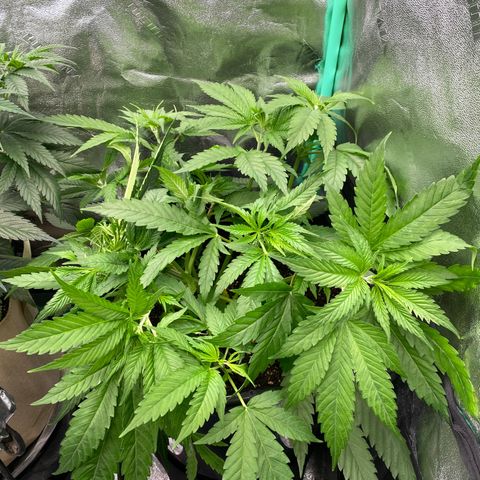 Autopot  growlog timeline photo