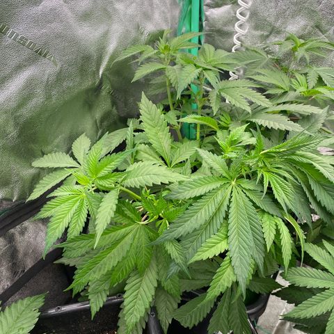 Autopot  growlog timeline photo