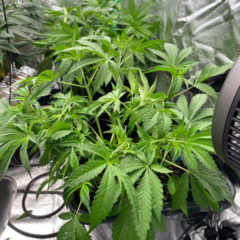 Autopot  growlog timeline photo