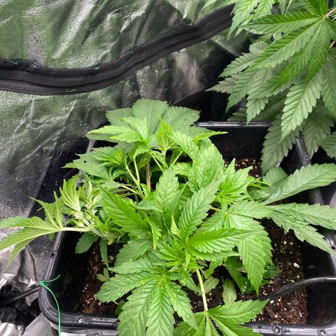 Autopot  growlog timeline photo