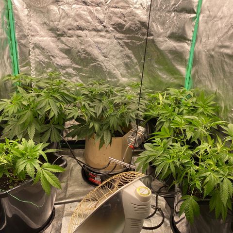 Autopot  growlog timeline photo