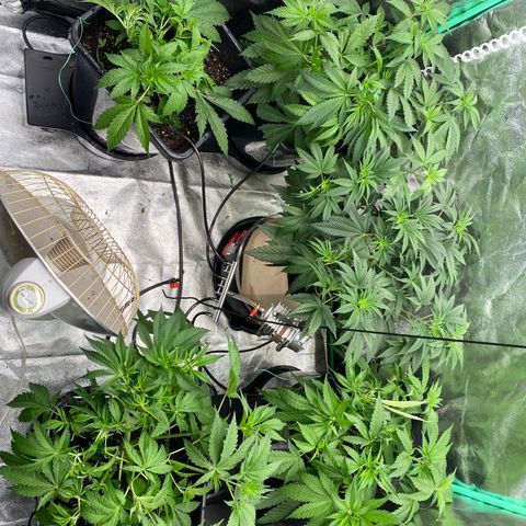Autopot  growlog timeline photo