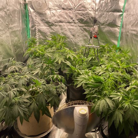 Autopot  growlog timeline photo