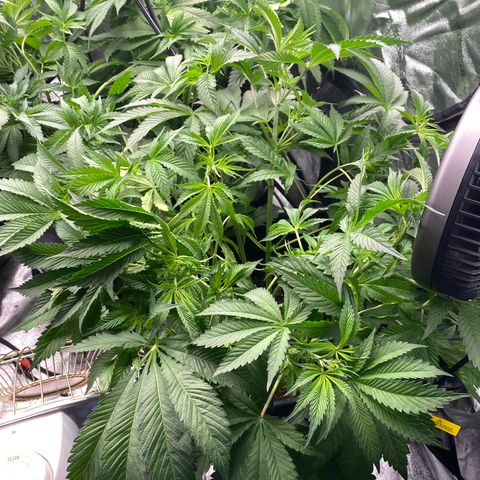 Autopot  growlog timeline photo