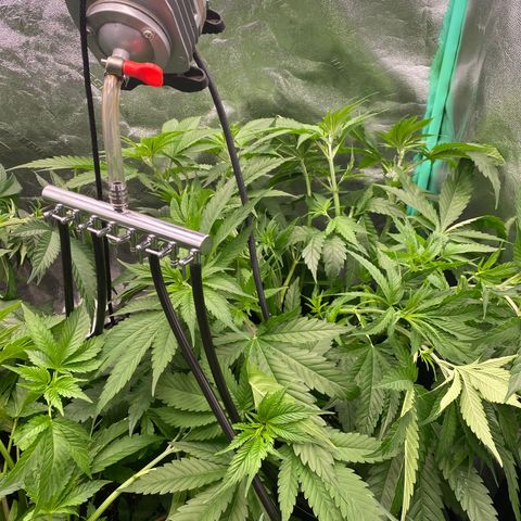 Autopot  growlog timeline photo