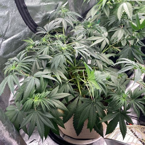 Autopot  growlog timeline photo