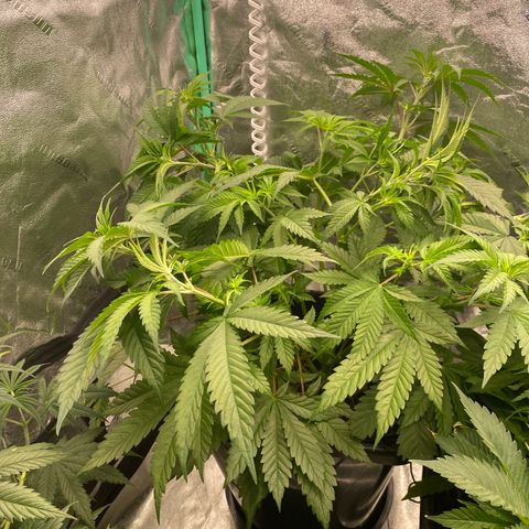 Autopot  growlog timeline photo