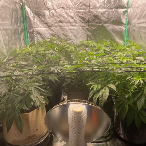 Autopot  growlog photo: After adding trellis net