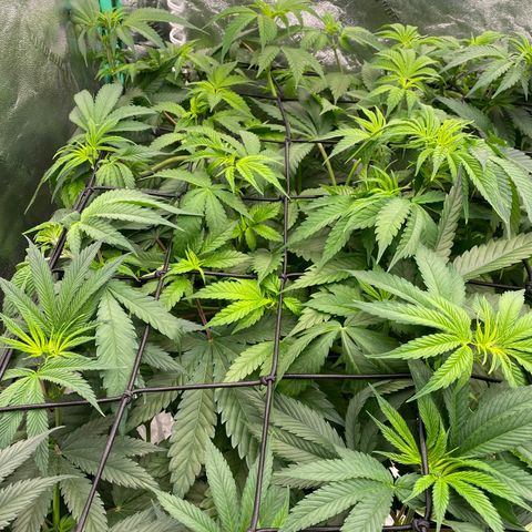 Autopot  growlog timeline photo