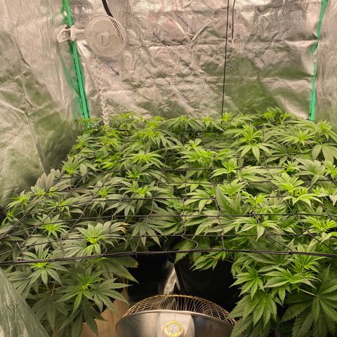 Autopot  growlog timeline photo