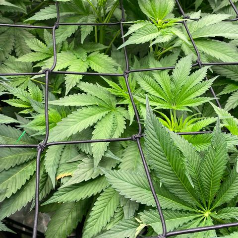 Autopot  growlog timeline photo