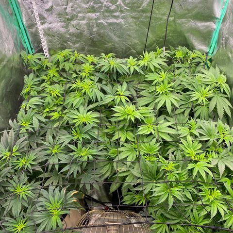 Autopot  growlog timeline photo