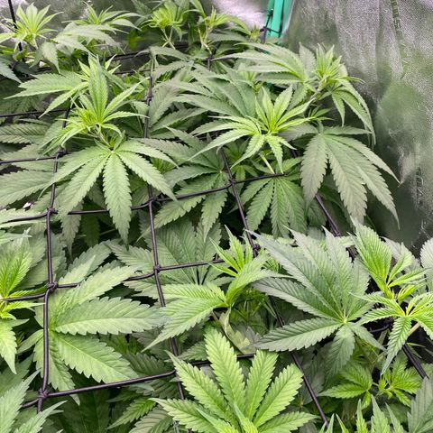 Autopot  growlog timeline photo