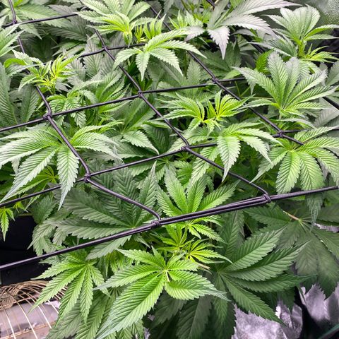 Autopot  growlog timeline photo