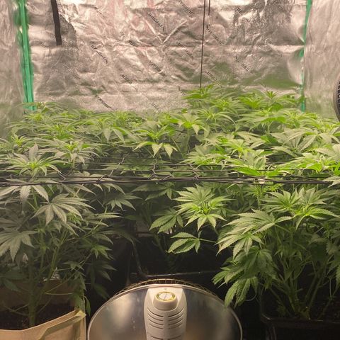 Autopot  growlog timeline photo