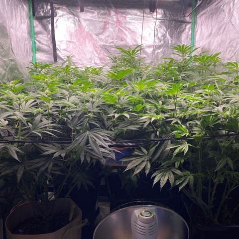 Autopot  growlog timeline photo