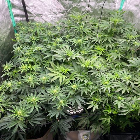 Autopot  growlog timeline photo