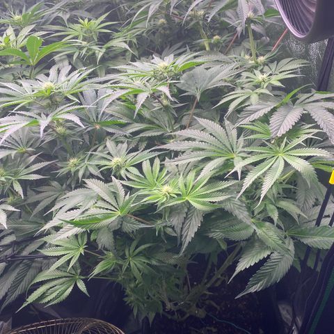 Autopot  growlog timeline photo
