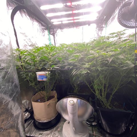 Autopot  growlog timeline photo
