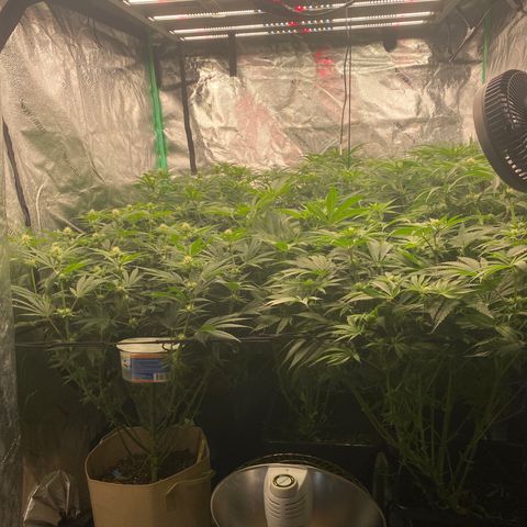 Autopot  growlog timeline photo