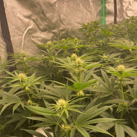 Autopot  growlog timeline photo