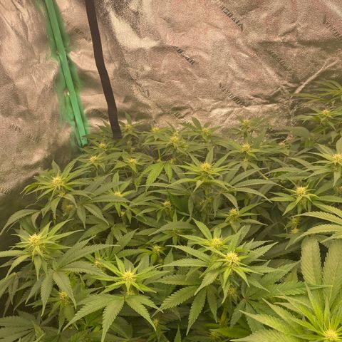 Autopot  growlog timeline photo