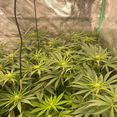 Autopot  growlog timeline photo