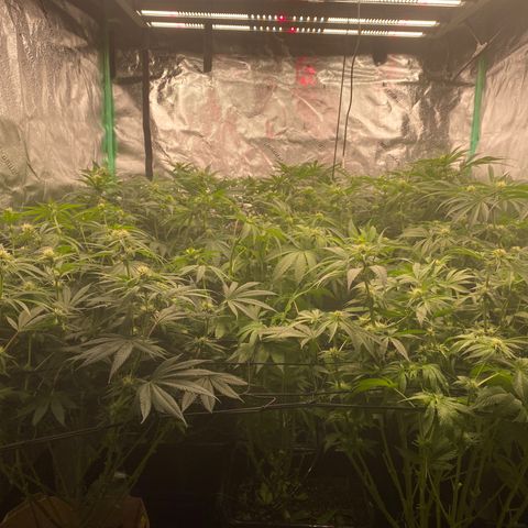 Autopot  growlog timeline photo