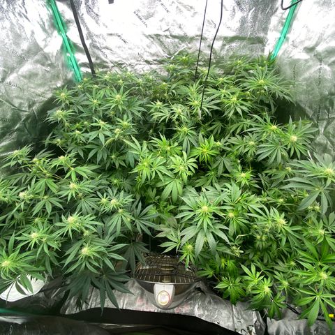 Autopot  growlog timeline photo