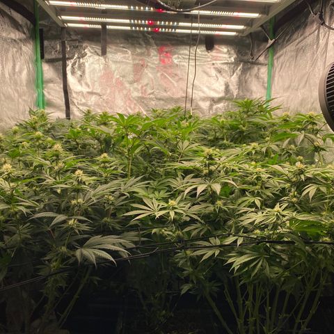 Autopot  growlog timeline photo