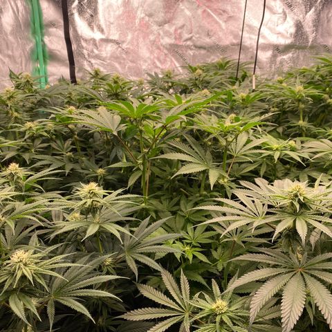Autopot  growlog timeline photo