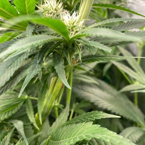 Autopot  growlog timeline photo