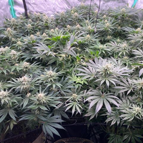 Autopot  growlog timeline photo