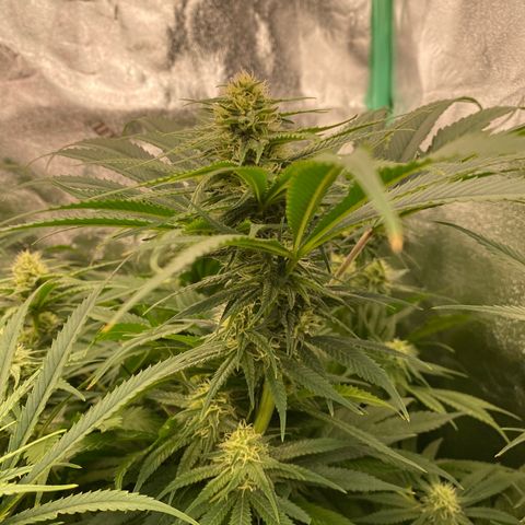 Autopot  growlog timeline photo