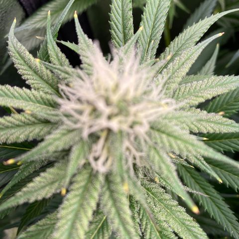 Autopot  growlog timeline photo