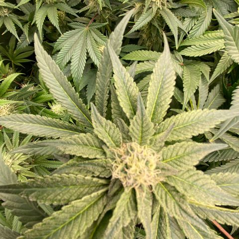 Autopot  growlog timeline photo